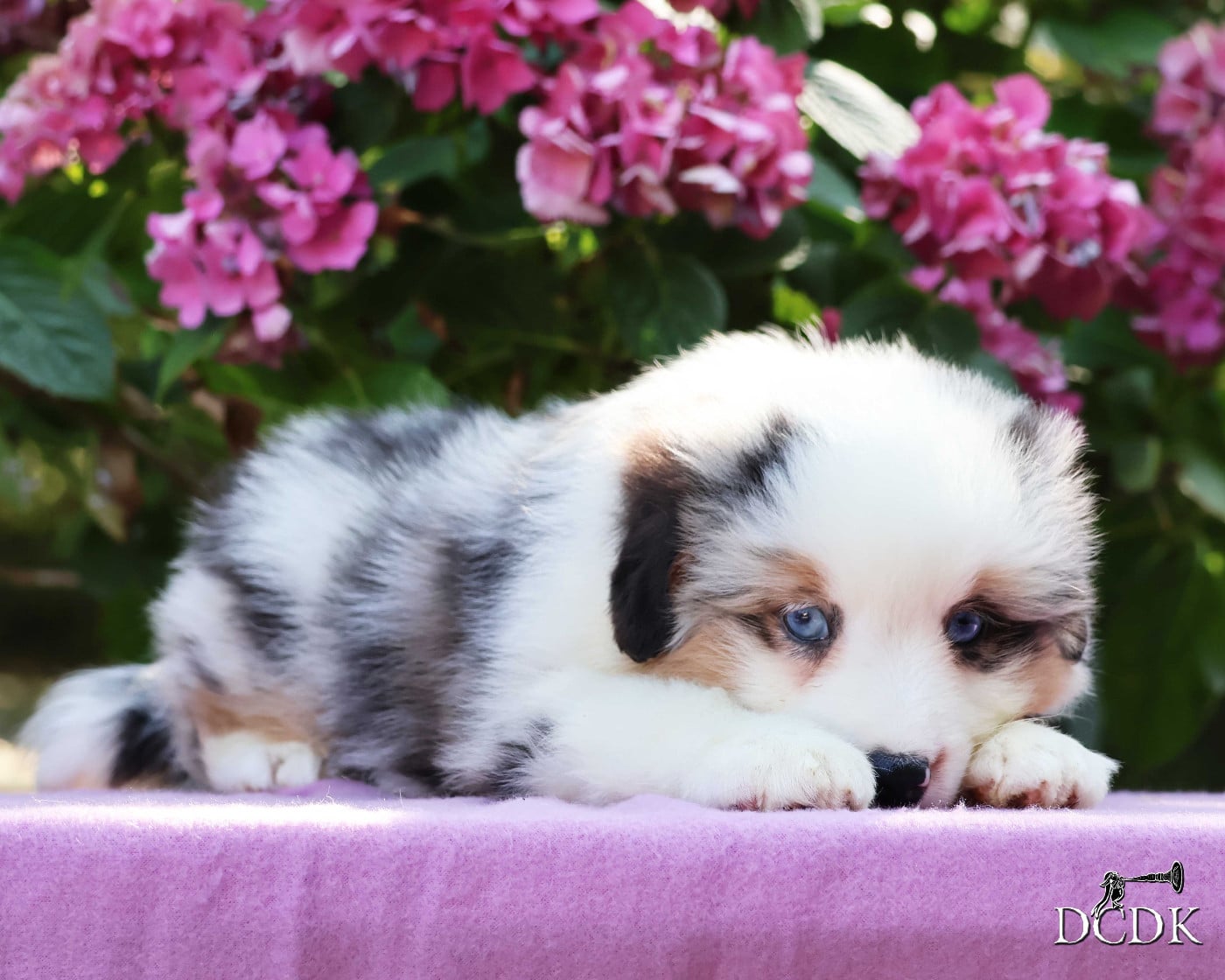 Femelle bleu merle queue longue