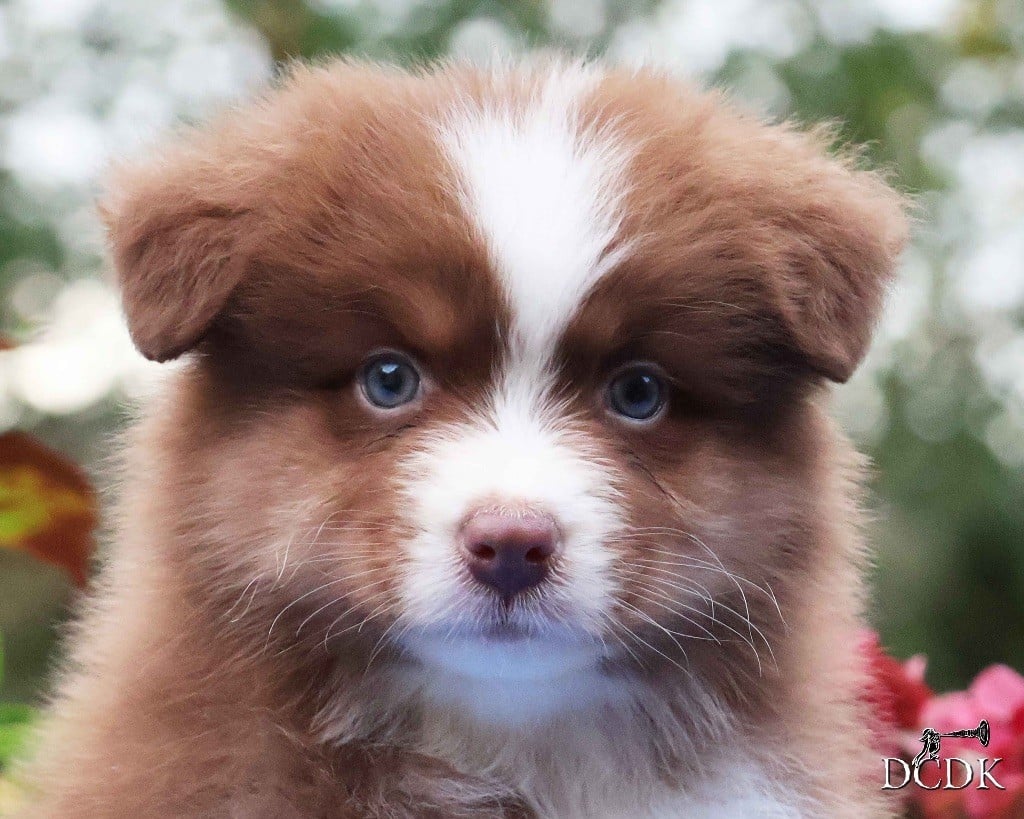 Among Forest Spirits