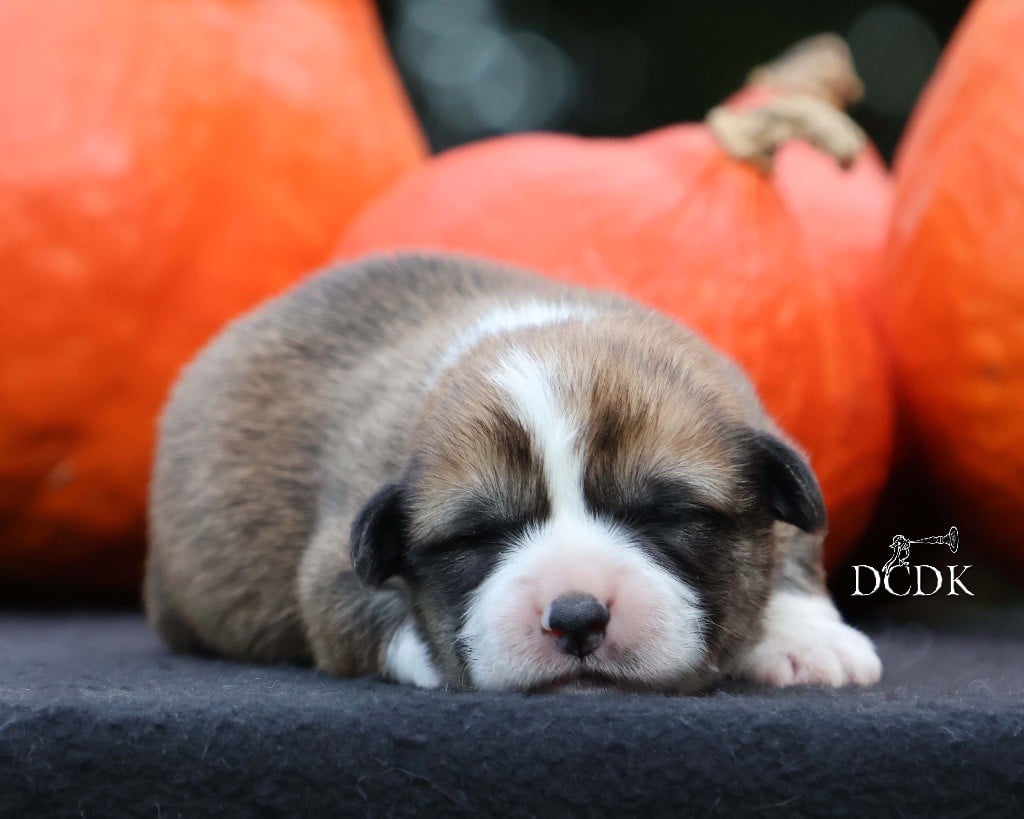 Mâle roux et blanc 2