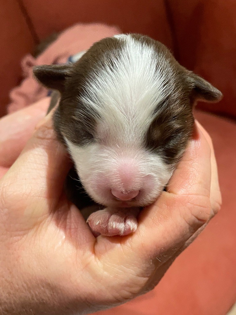 Mâle rouge tricolore queue longue - Berger Américain Miniature 