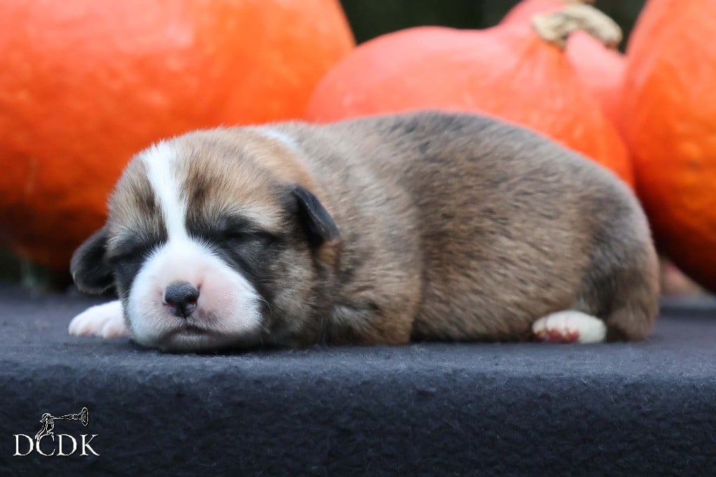 Mâle roux et blanc 2