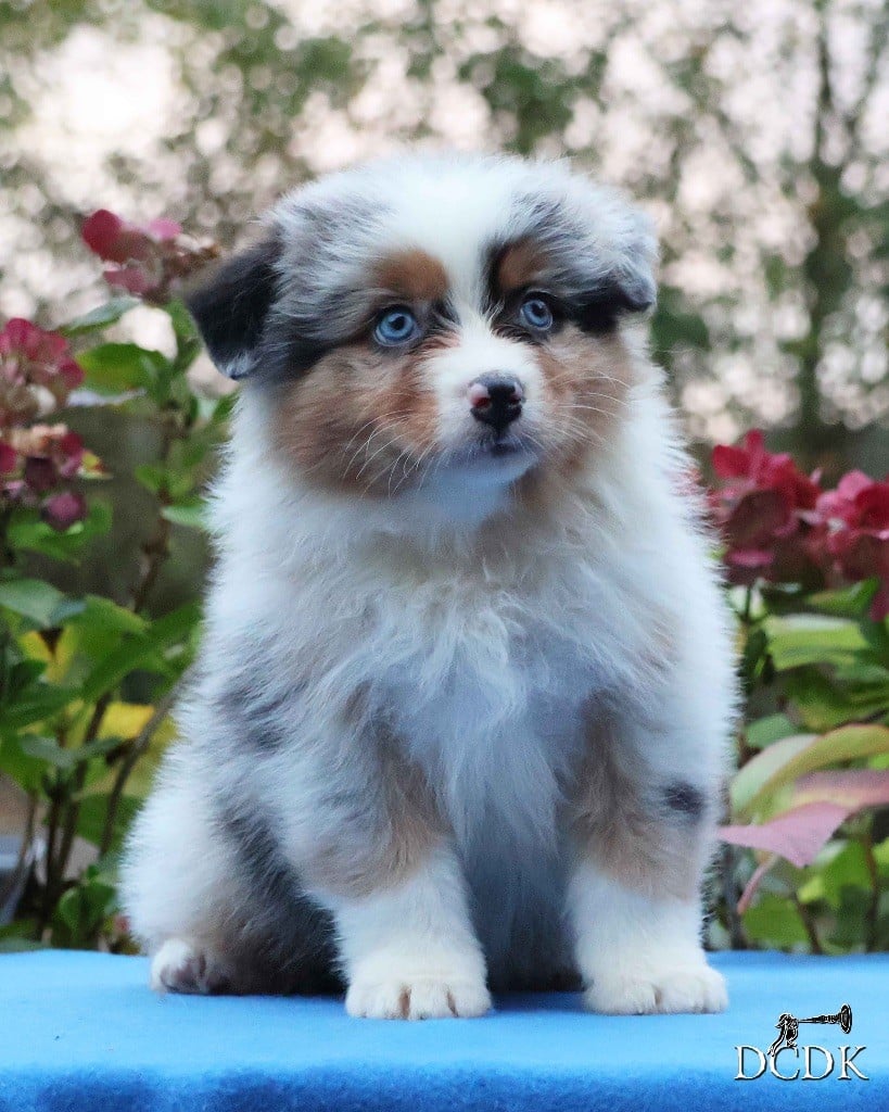 Autumn Rain Whispers