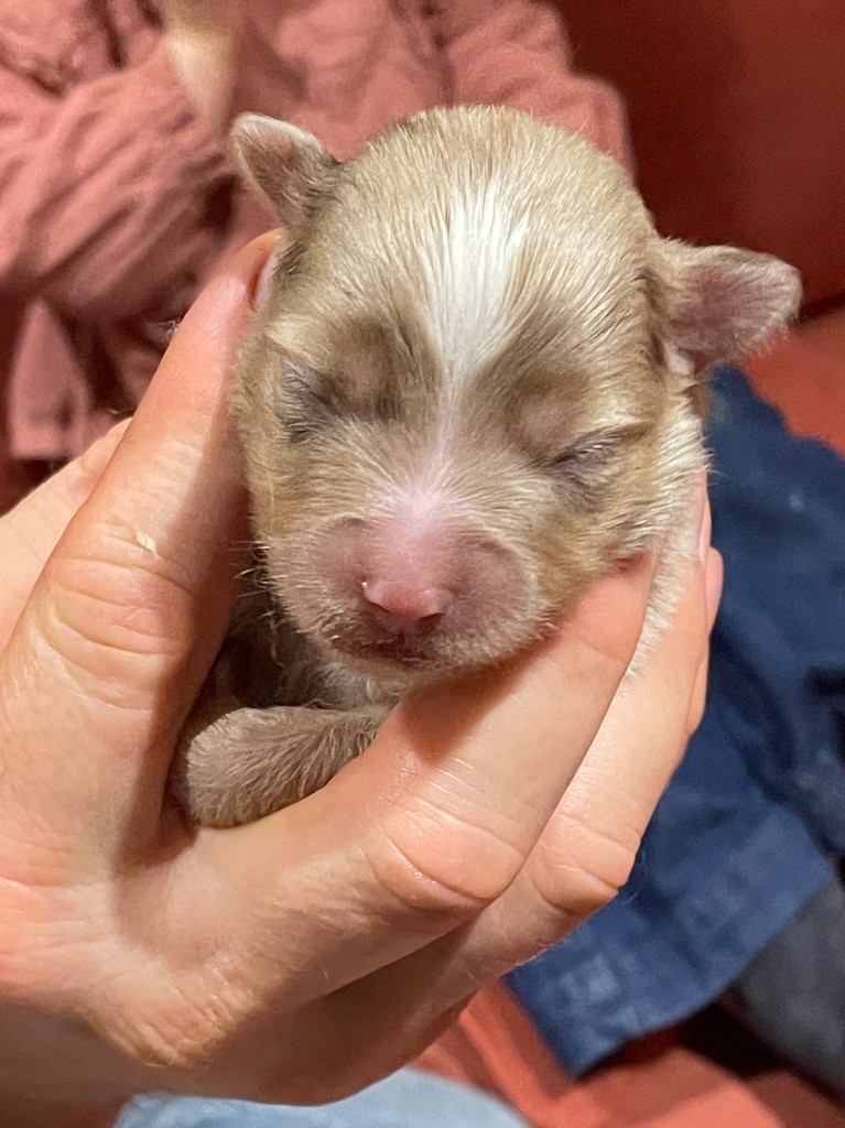 Femelle rouge merle queue longue 1 - Berger Américain Miniature 