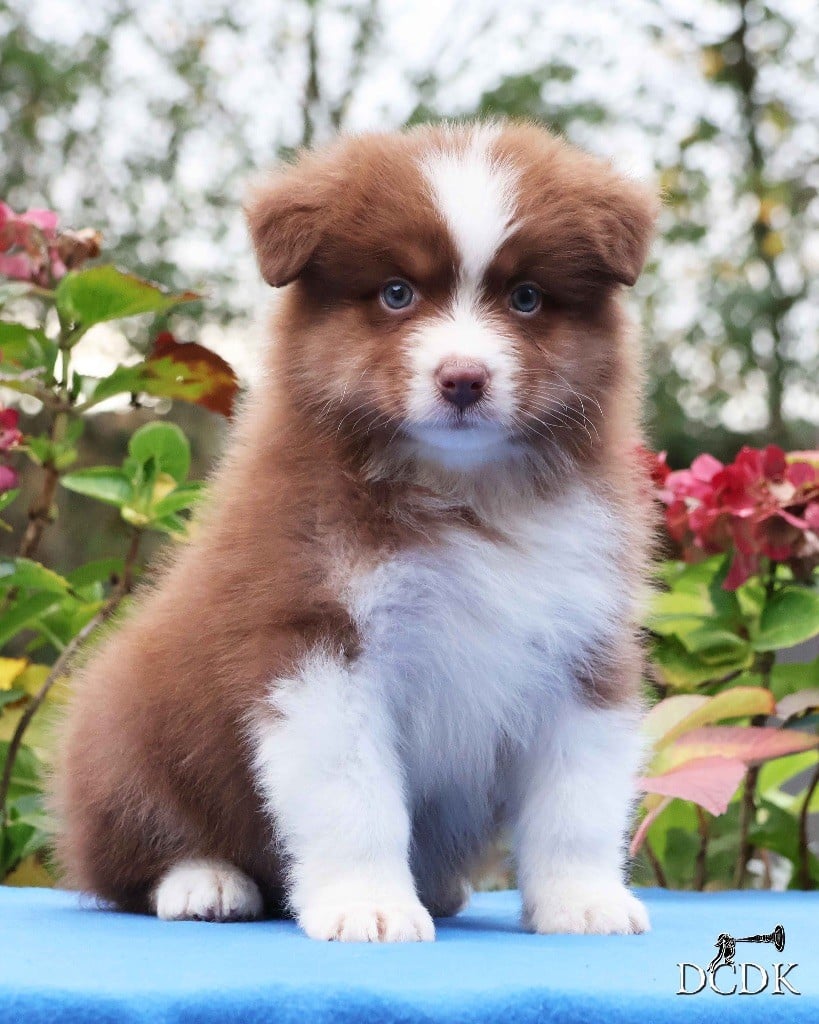 Among Forest Spirits