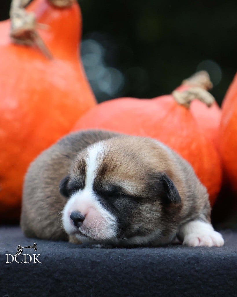 Mâle roux et blanc 2