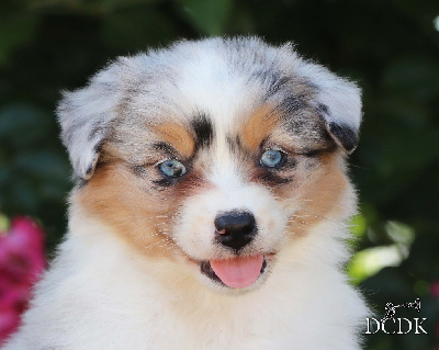 Les chiots de Berger Australien