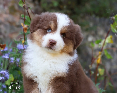 Les chiots de Berger Américain Miniature 
