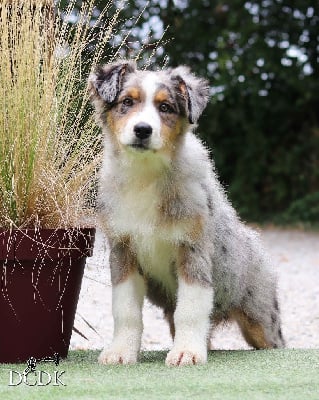 Les chiots de Berger Australien