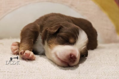 Les chiots de Berger Américain Miniature