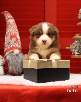 Les chiots de Berger Américain Miniature