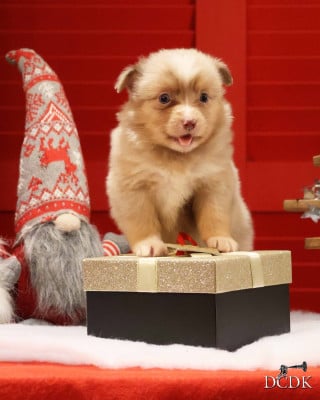 Les chiots de Berger Américain Miniature