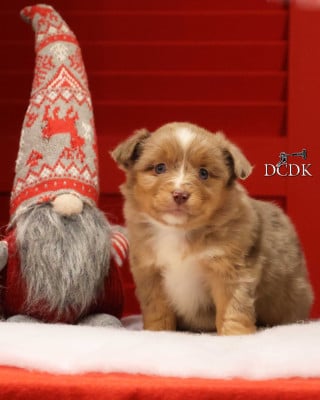 Les chiots de Berger Américain Miniature