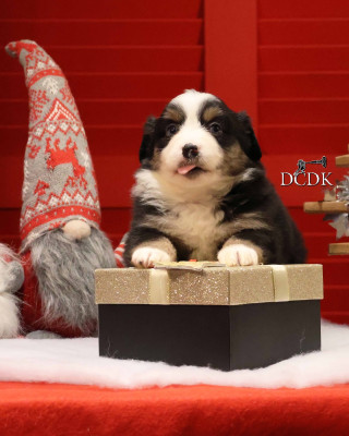 Les chiots de Berger Américain Miniature