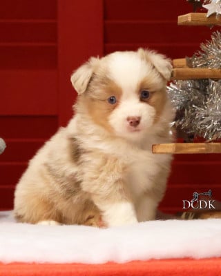 Les chiots de Berger Américain Miniature