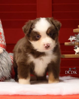 Les chiots de Berger Américain Miniature