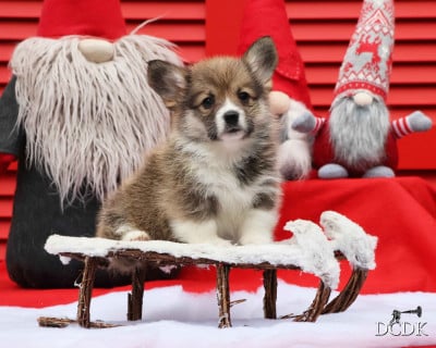 Les chiots de Welsh Corgi Pembroke