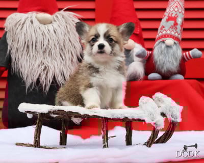 Les chiots de Welsh Corgi Pembroke