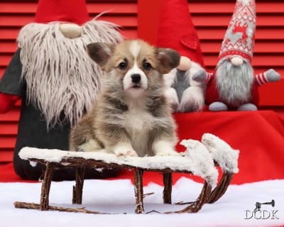 Les chiots de Welsh Corgi Pembroke