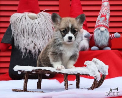 Les chiots de Welsh Corgi Pembroke