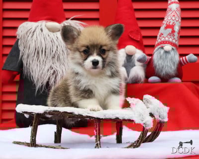 Les chiots de Welsh Corgi Pembroke