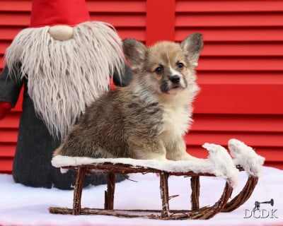 Les chiots de Welsh Corgi Pembroke