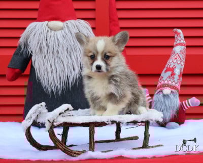 Les chiots de Welsh Corgi Pembroke