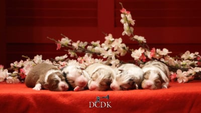 Les chiots de Berger Australien