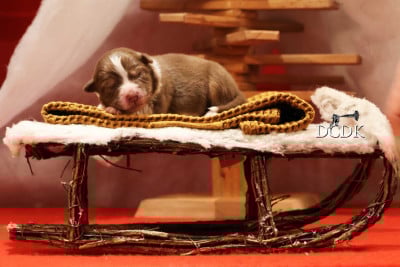 Les chiots de Berger Australien