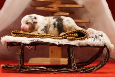 Les chiots de Berger Australien