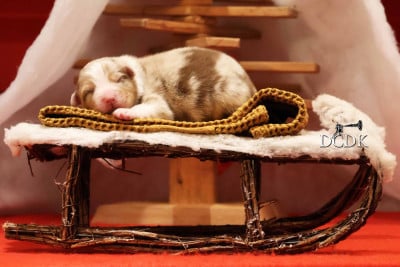 Les chiots de Berger Australien