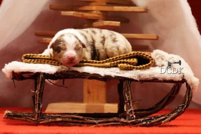 Les chiots de Berger Australien