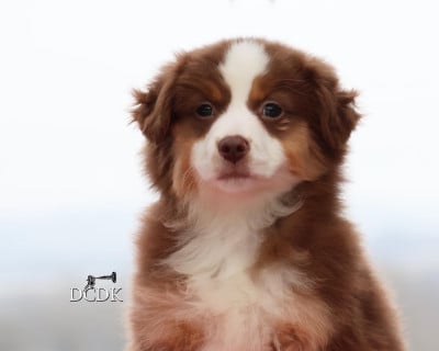 Les chiots de Berger Américain Miniature 