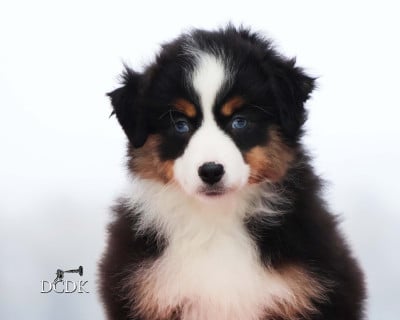 Les chiots de Berger Américain Miniature 