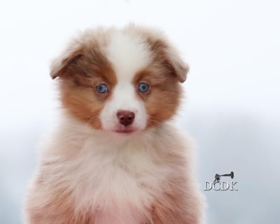 Les chiots de Berger Américain Miniature 