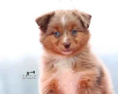 Les chiots de Berger Américain Miniature 