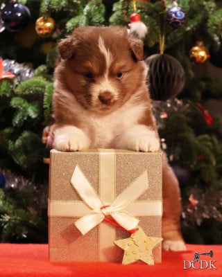Les chiots de Berger Australien