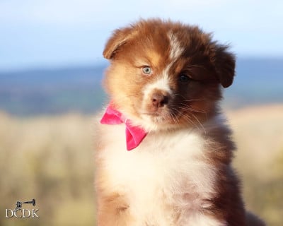Les chiots de Berger Australien