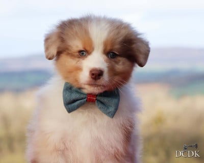 Les chiots de Berger Australien