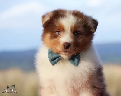 Les chiots de Berger Australien