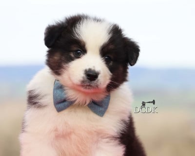 Les chiots de Berger Australien