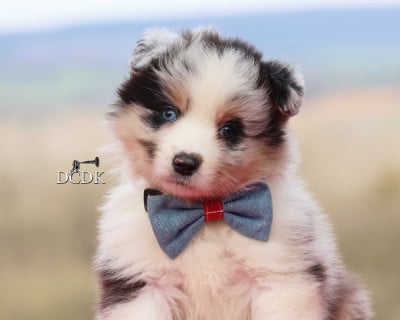 Les chiots de Berger Australien