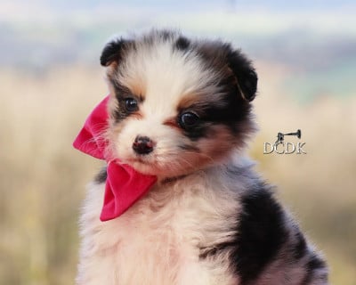 Les chiots de Berger Australien