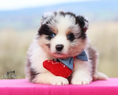 Les chiots de Berger Australien