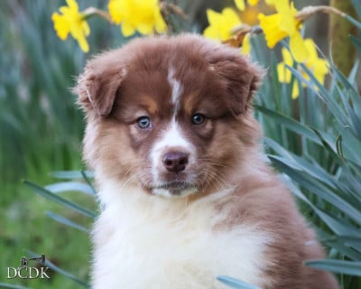 Les chiots de Berger Australien