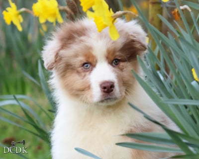 Les chiots de Berger Australien