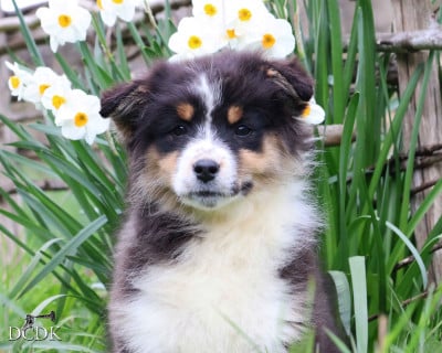Les chiots de Berger Australien