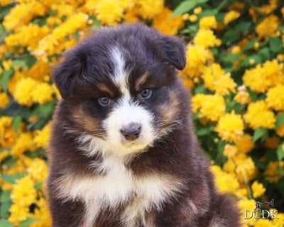 Les chiots de Berger Australien