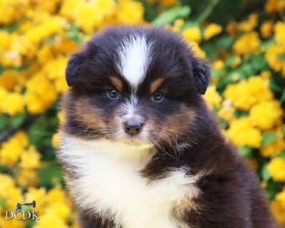 Les chiots de Berger Australien
