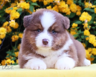 Les chiots de Berger Australien