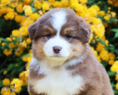 Les chiots de Berger Australien